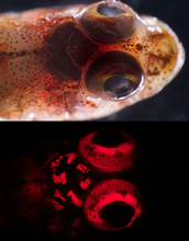 A triplefin blennie under white light (above) and blue light (below).